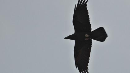 Brown-necked Raven