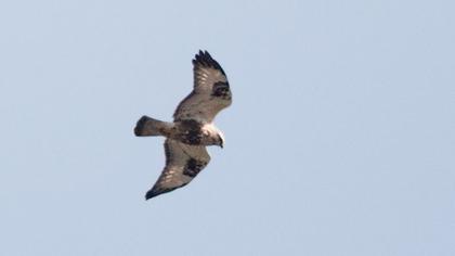 Rough-legged Buzzard