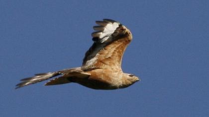 Long-legged Buzzard