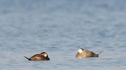 White-headed Duck