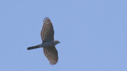 Atmaca