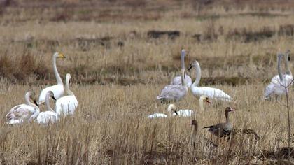 Greater White-fronted Goose