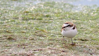 Kentish Plover
