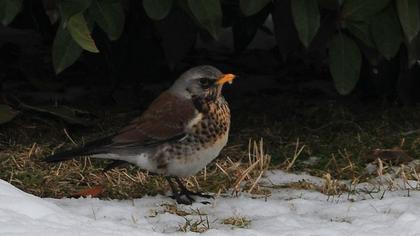Fieldfare