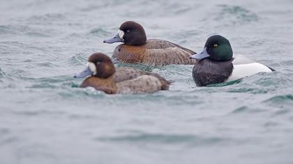 Greater Scaup