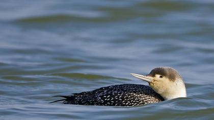 Red-throated Loon