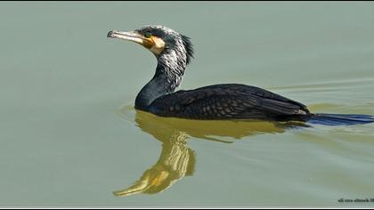 Karabatak