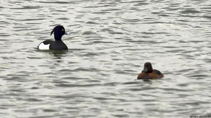 Tufted Duck