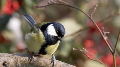 Great Tit