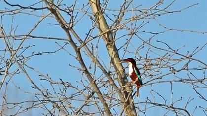 White-throated Kingfisher