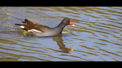 Common Moorhen