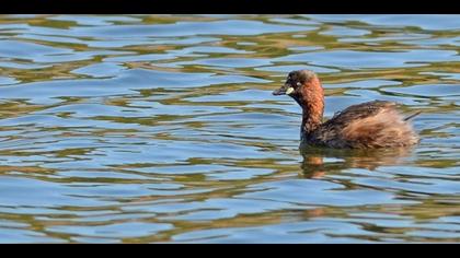 Little Grebe