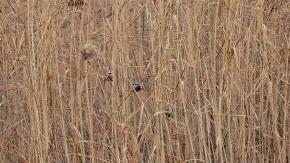 Eurasian Penduline Tit