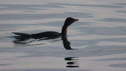 Pygmy Cormorant