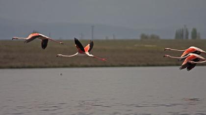 Flamingo