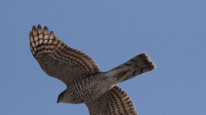 Eurasian Sparrowhawk