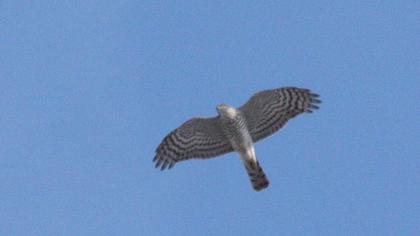 Eurasian Sparrowhawk