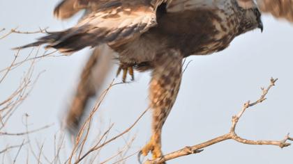 Rough-legged Buzzard