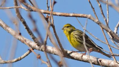 European Serin