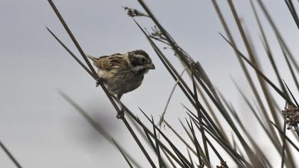 Common Reed Bunting