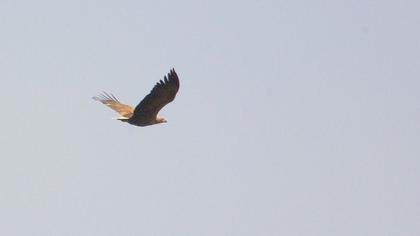 Akkuyruklu kartal