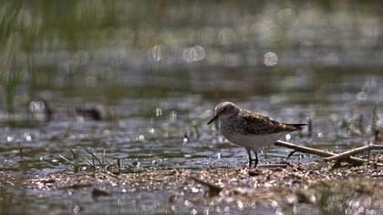 Little Stint