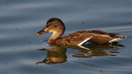 Mallard