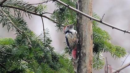 Middle Spotted Woodpecker