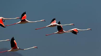 Greater Flamingo
