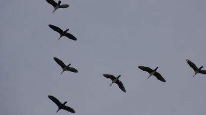 Great Cormorant