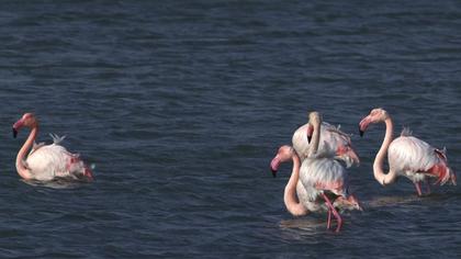 Flamingo