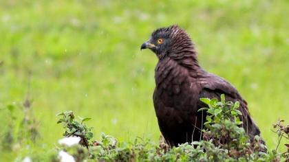 European Honey Buzzard