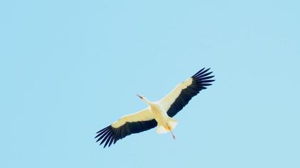 White Stork
