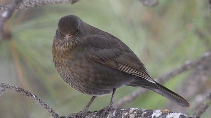 Karatavuk
