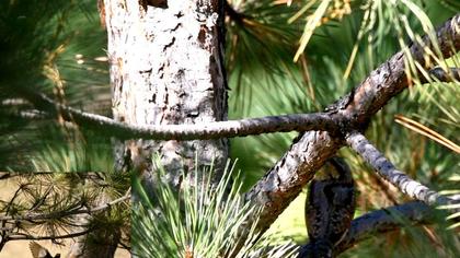 Eurasian Wryneck