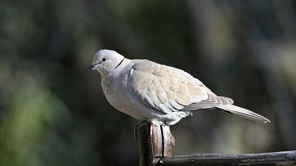 Kumru