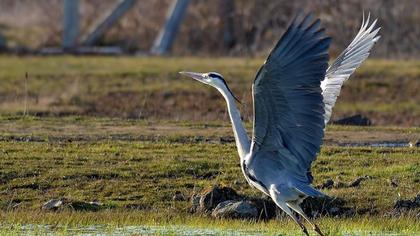 Grey Heron