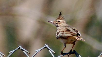 Crested Lark
