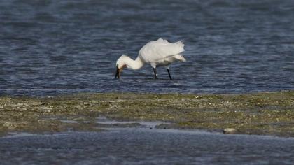 Eurasian Spoonbill