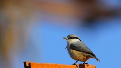 Western Rock Nuthatch