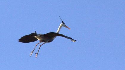 Grey Heron