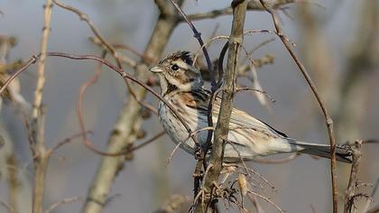 Common Reed Bunting