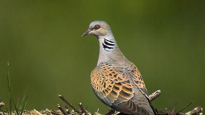 European Turtle Dove
