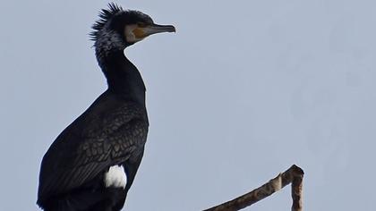 Karabatak