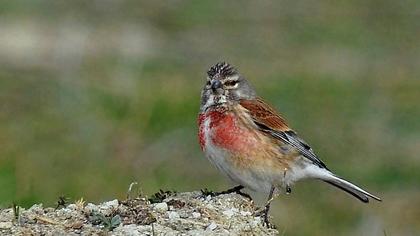 Common Linnet