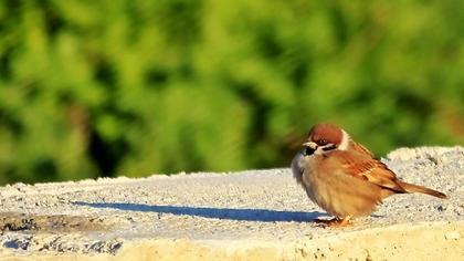 Eurasian Tree Sparrow