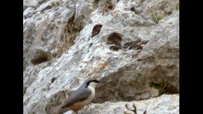 Western Rock Nuthatch