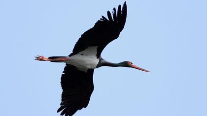 Black Stork