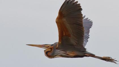 Purple Heron