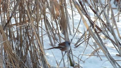 Bearded Reedling